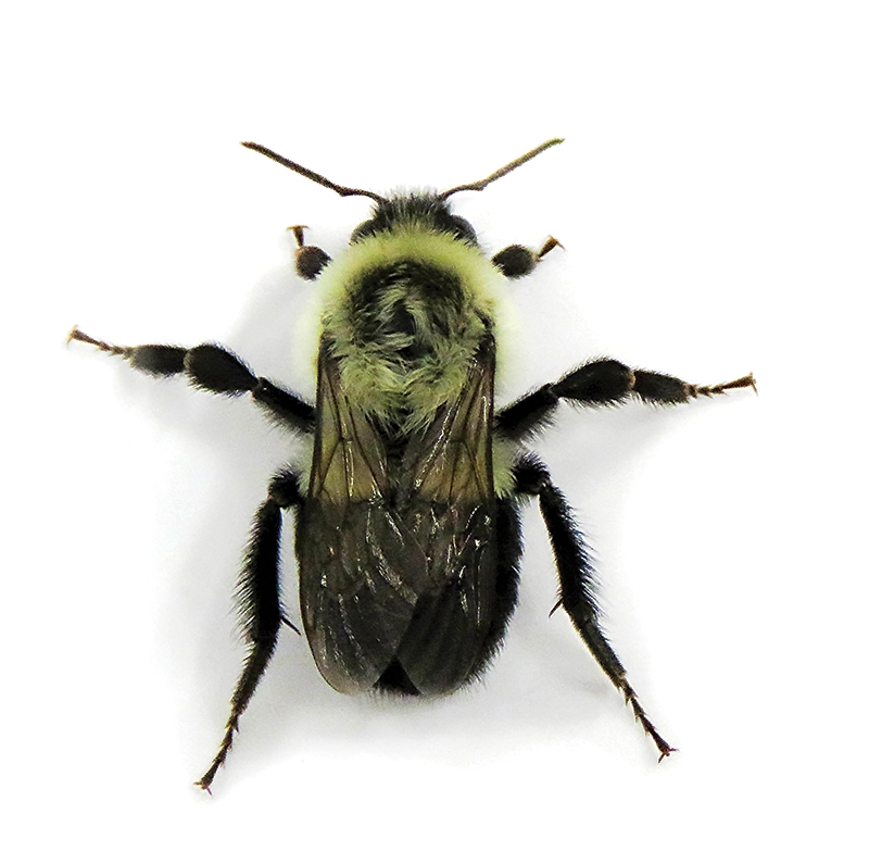 Bombus impatiens